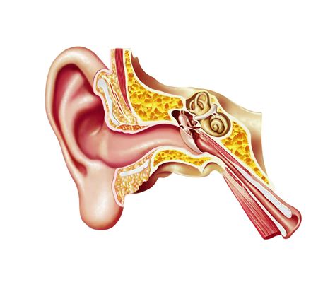 The Inner Ear: Anatomy, Location, and Function