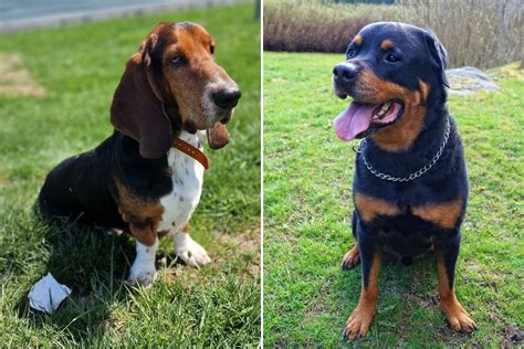 Basset Hound Pit Mix 8