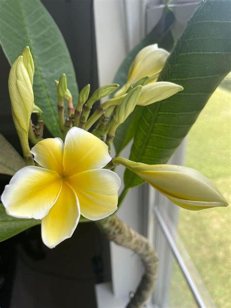 Plumeria Cuttings : r/MauiVisitors