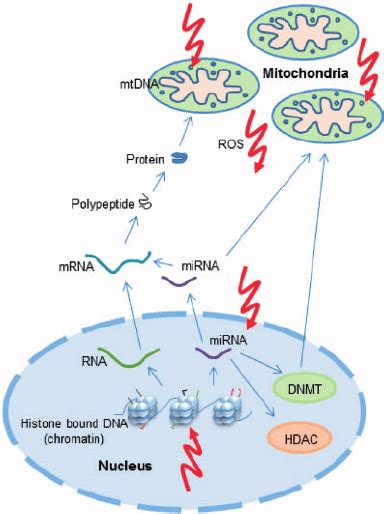 A Schematic Representation Of Mitochondrial And Nuclear Genomes And