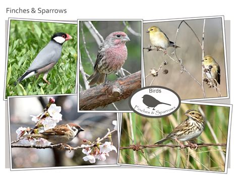 Finches and sparrows - "Our Planet" Images