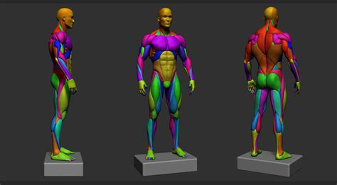 Artstation Simplified Male Anatomy Basemesh Resources