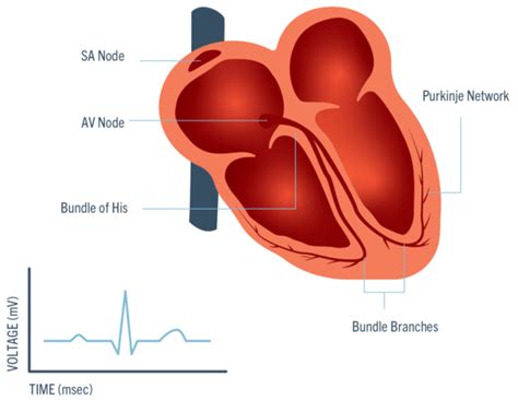 sinoatrial-node - Cardiac Sciences Manitoba