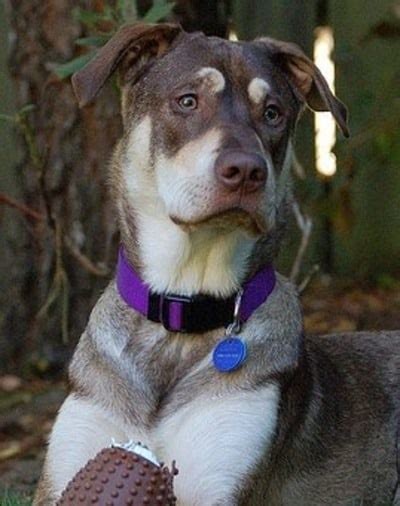 Siberian Husky Mixed With Great Dane