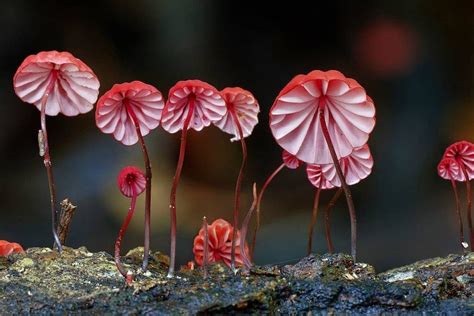 10 Beautiful And Special Mushrooms From Around The World Boglar Champ