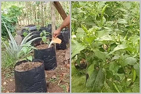 Tanpa Diberi Garam Dan Micin Ini Trik Merawat Tanaman Cabai Agar