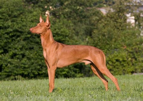 Pharaoh Hound - Breed Profile | Hound breeds, Pharaoh hound, Dog breeds