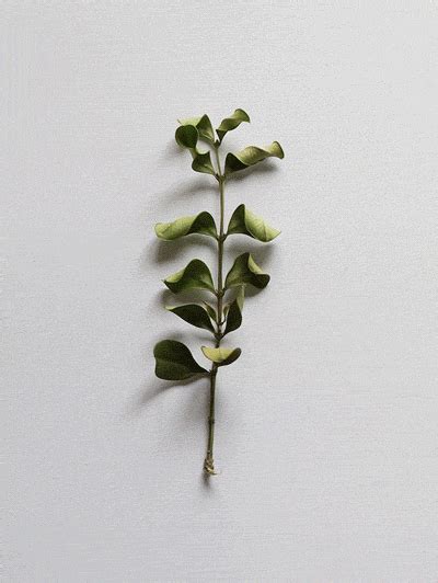 plants death gif wifflegif