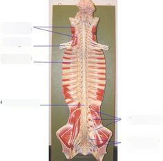 Nerve Plexuses Diagram Quizlet