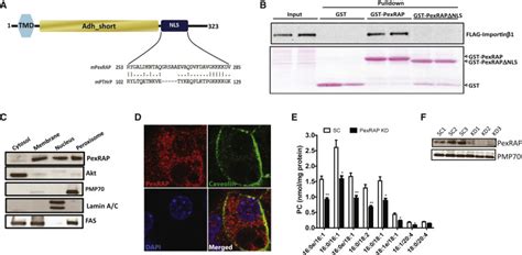 Pexrap Inhibits Prdm Mediated Thermogenic Gene Expression Cell Reports