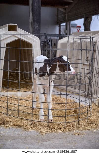 Newborn Cow On Farm Stock Photo 2184361587 | Shutterstock