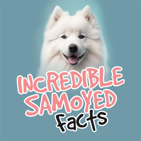 10 Incredible Samoyed Facts: The Surprising Truths Behind Their ...