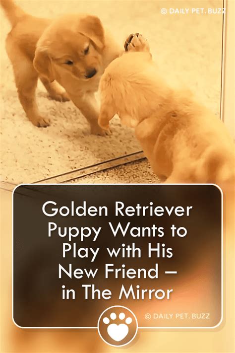 Golden Retriever Puppy Wants to Play with His New Friend – in The