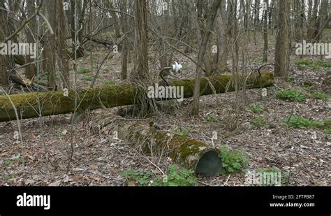 Red forest chernobyl Stock Videos & Footage - HD and 4K Video Clips - Alamy