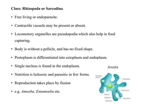 General Characteristics And Classification Of Phylum Protozoa Ppt