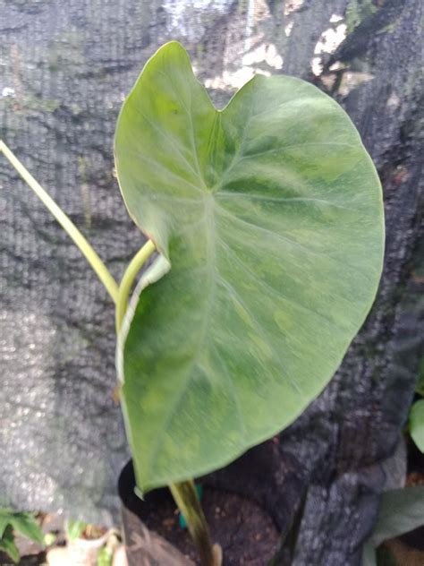 Colocasia Tiger Stripe Furniture Home Living Gardening Plants