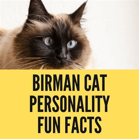 Blue Point Birman Cat-A Complete Guide - Birman Cats Guide