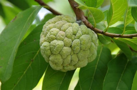 Cherimoya Benefits Tree, Seeds and How to Eat - Trulyrichmom.com