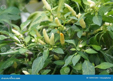 Plantas Vermelhas E Verdes Dos Frutescens Do Piment O Ou Do Capsicum