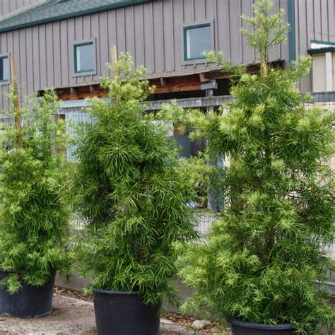 Fern Podocarpus Columns For Privacy Screens Plants Express