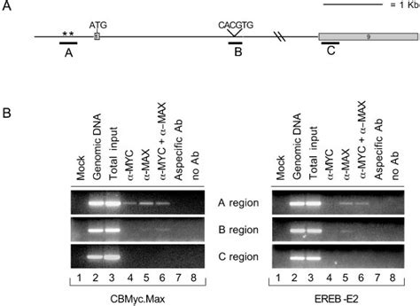 Myc Binds To Pka C Promoter Sequences In Vivo A Schematic Of The