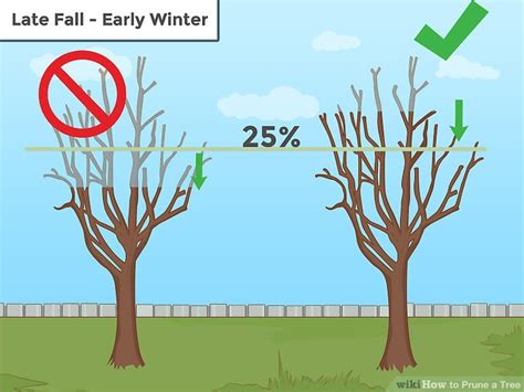 How To Prune A Tree 13 Steps With Pictures WikiHow