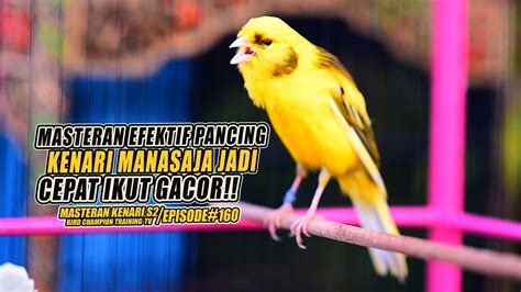 Masteran Suara Burung Kenari Gacor Panjang Cuit Cuit Ngerol Untuk