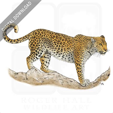 Leopard Drawing