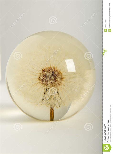 Beautiful Flower In A Glass Sphere Stock Photo Image Of Festive