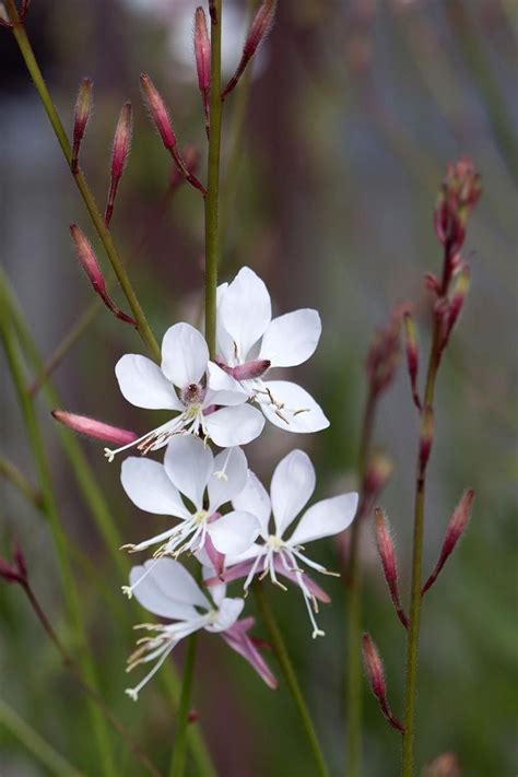 How to Grow and Care for Gaura (Beeblossom) | Gardener’s Path | Gaura