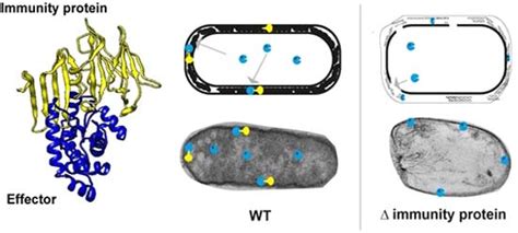 Xanthomonas Immunity Proteins Protect Against The Cis Toxic Effects Of