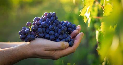 Sai Quali Sono Le Differenze Tra Vino Biologico E Biodinamico WineJob