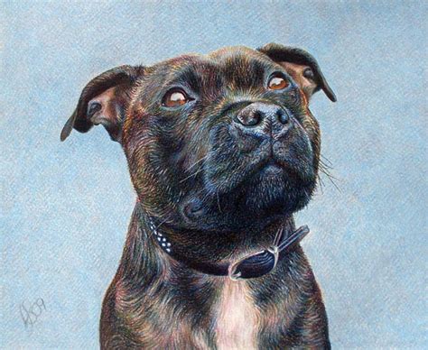 Pet Portrait Staffy By Balloonfactory On Deviantart