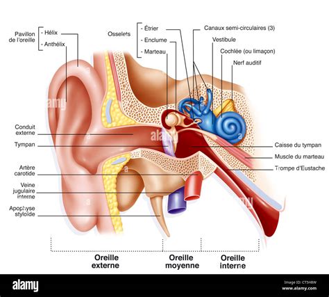 Anatomy Of Internal Ear Anatomical Charts And Posters