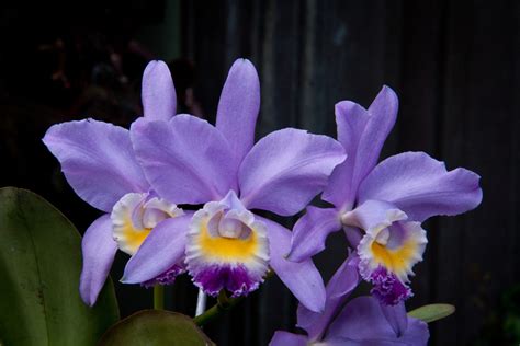 Cattleya Valentine Coerulea C Loddigesii C Warneri Giulio