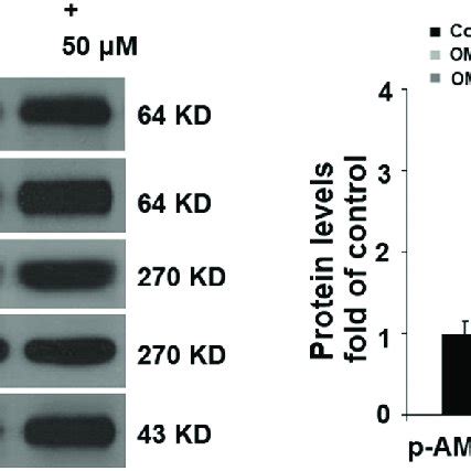 H2O2 Upregulates The Induction Of Nrf2 And HO 1 With Attendant