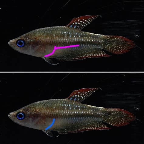 Sparkling Gourami General Discussion C A R E