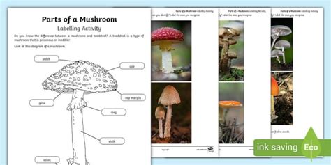 Parts Of A Fungi Labelled Diagram Beyond Science Twinkl