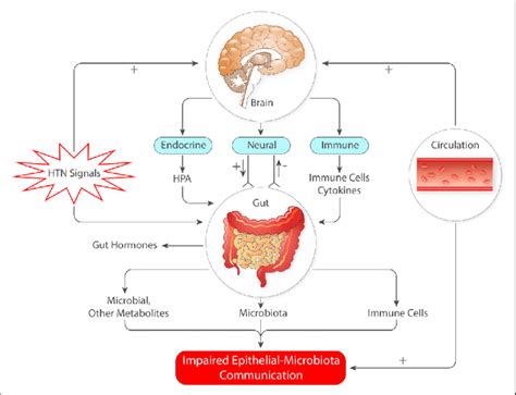 Bidirectional Gut Brain Axis In Hypertension HTN HTN Stimuli