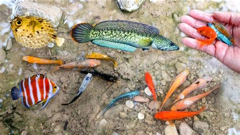 Menemukan Ikan Hias Ikan Koki Ikan Guppy Molly Balon Manfish