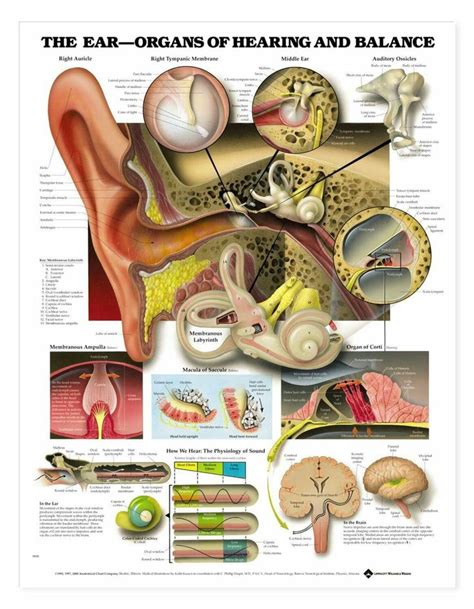 The Ear Ear Anatomy Medical Anatomy Human Anatomy And Physiology