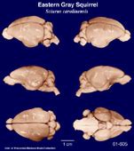 Comparative Mammalian Brain Collections Grey Squirrel Sciurus