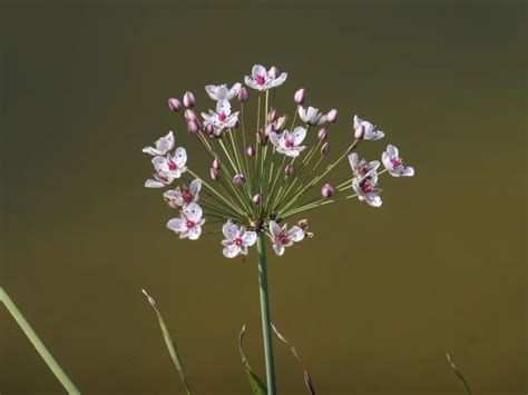 Butomus Umbellatus Schwanenblume Blumenbinse Wasserpflanzen G Rtnerei