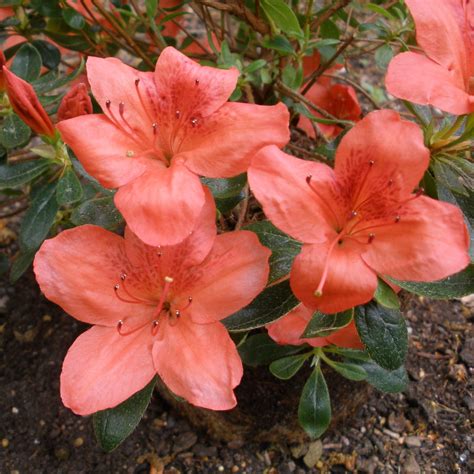 Orange King Evergreen Azalea Buy Rhododendron Orange King Online