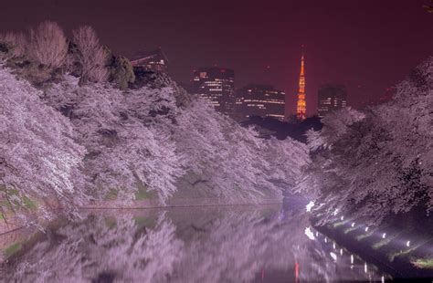 【千鳥ヶ淵の桜2023】開花＆満開はいつ？ライトアップ・アクセス情報！ 美味しい生活