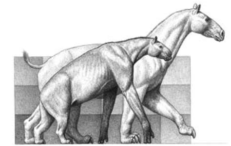 Figure 2. Reconstruction of two chalicotherids from the Miocene of ...