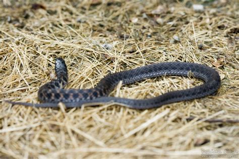 Kirtlands Snake Clonophis Kirtlandii Psychotic Nature