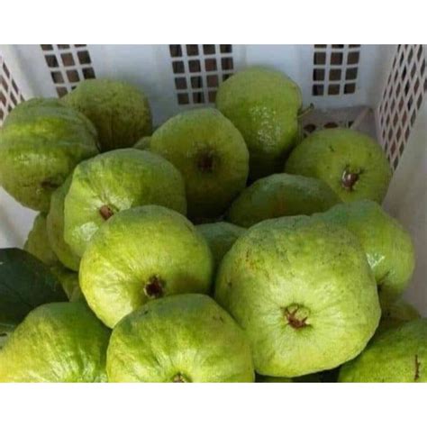 Jual Jambu Kristal Nonbiji Segar Berat Kg Pengiriman Medan Shopee