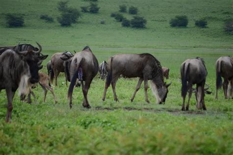 Days Serengeti Ngorongoro Crater Group Safari