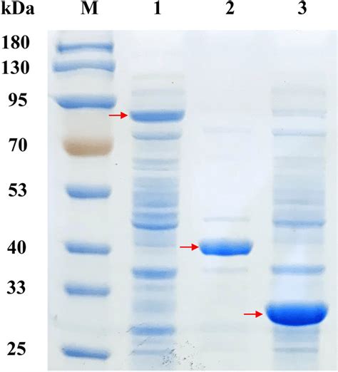 Polyacrylamide Gel Electrophoresis Sdspage Analysis Of Recombinant Download Scientific